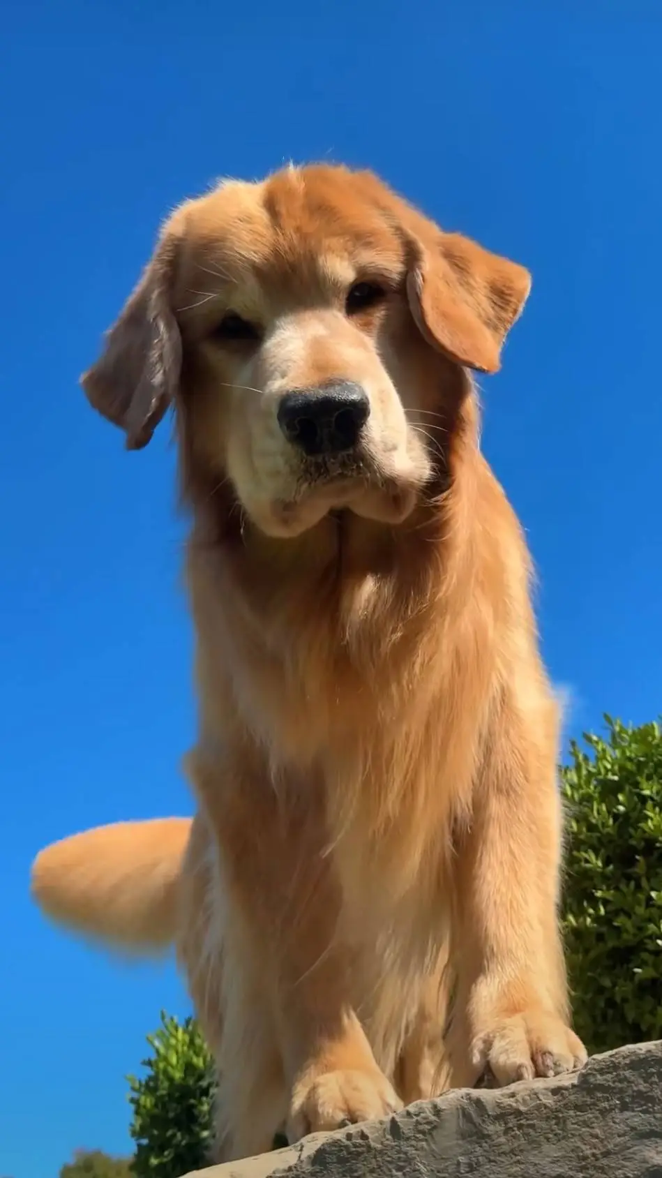 ai character: Tucker Budzyn background