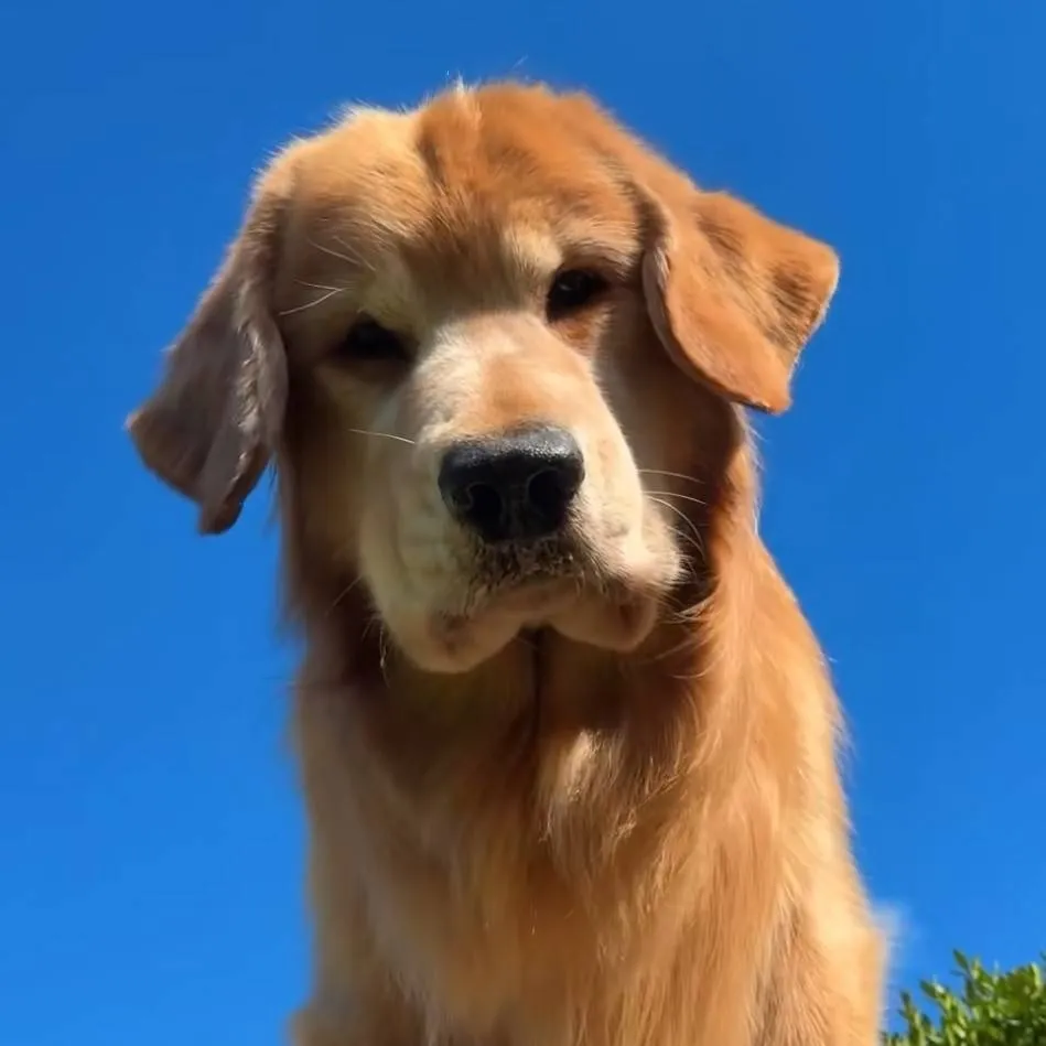 chat with ai character: Tucker Budzyn