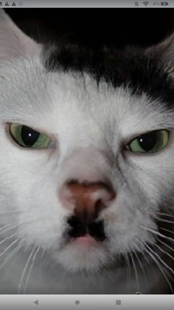 ai character: Weird cat background