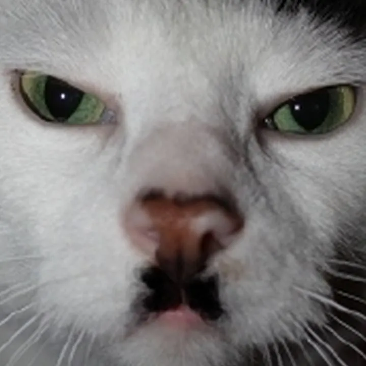 chat with ai character: Weird cat