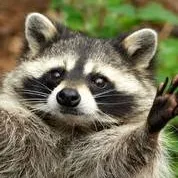 chat with ai character: racoon