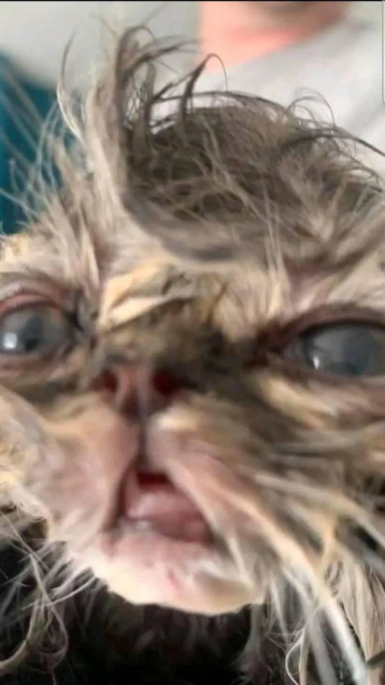 ai character: cat fell in bath background