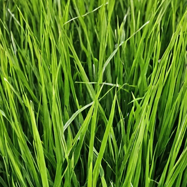 chat with ai character: Grass