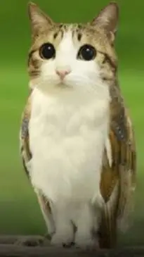 ai character: Meowl! background