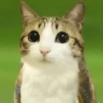 chat with ai character: Meowl!