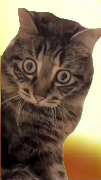 ai character: Crazy cat background