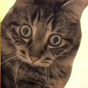 chat with ai character: Crazy cat