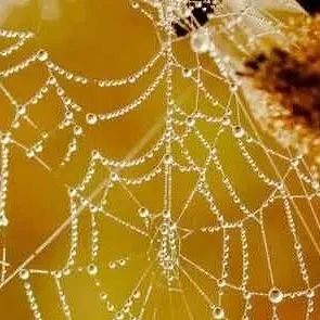 chat with ai character: Zenitsu  Spider Au