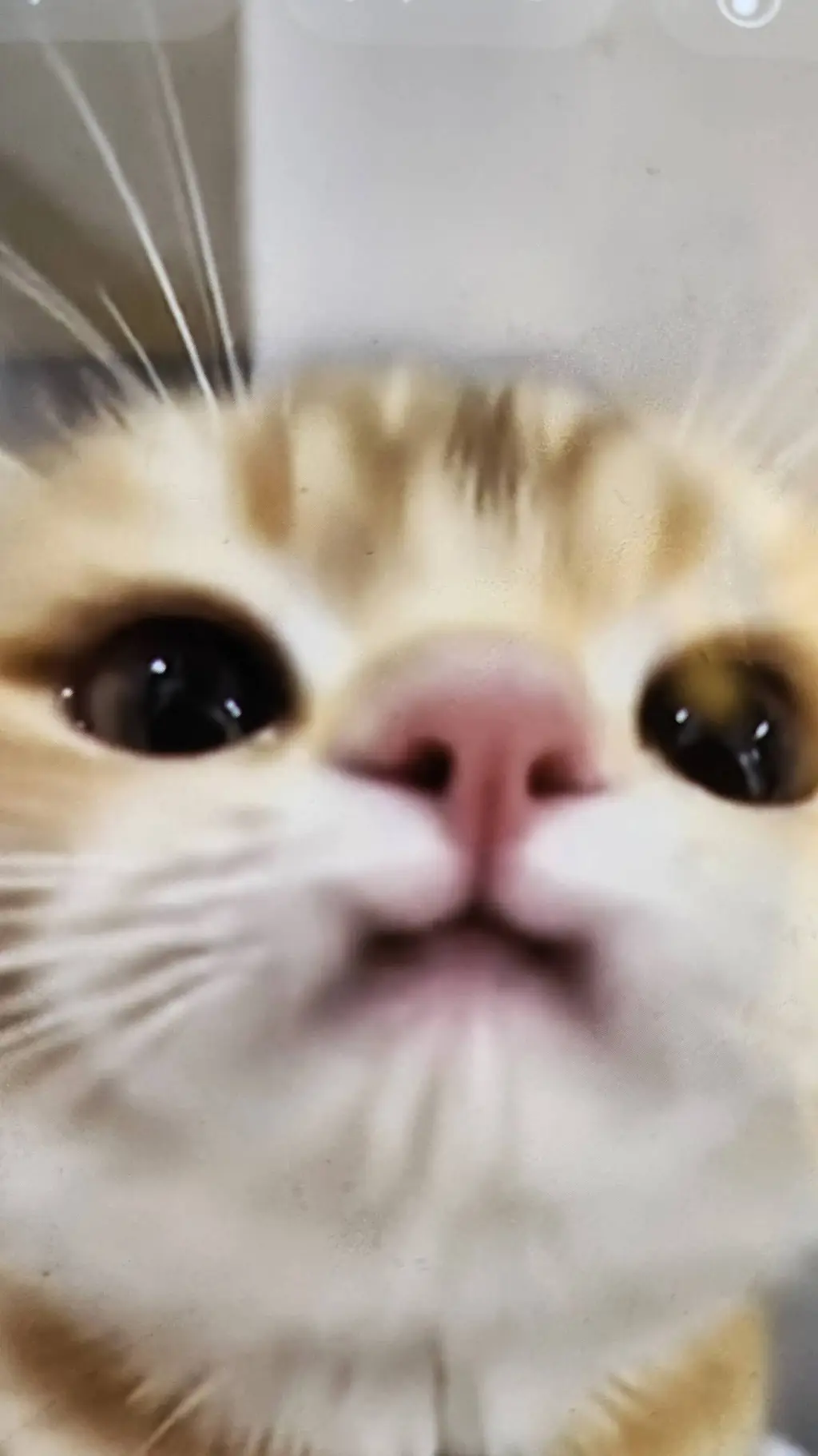 ai character: my kitty cat background