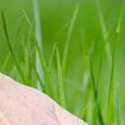 chat with ai character: TOUCH GRASS!!! 