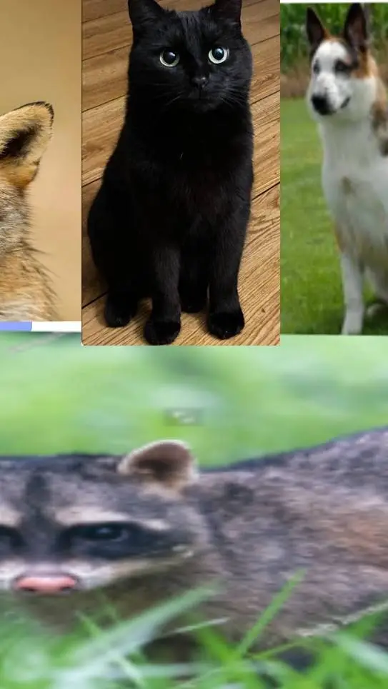 ai character: polytherian  background