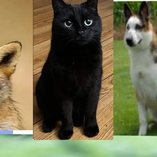 chat with ai character: polytherian 