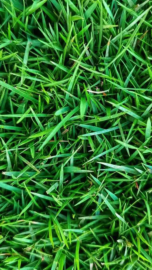 ai character: touch some grass  background