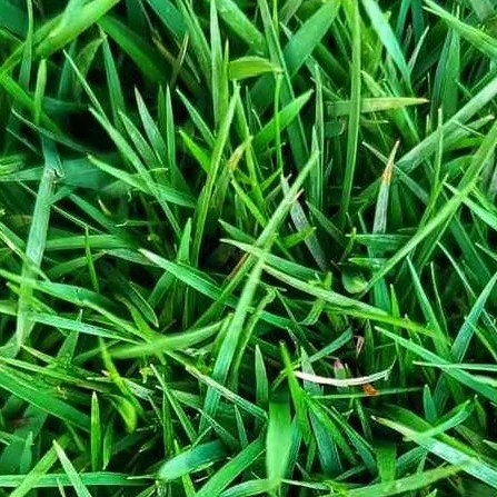 chat with ai character: touch some grass 