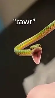 ai character: Badboyhalo background