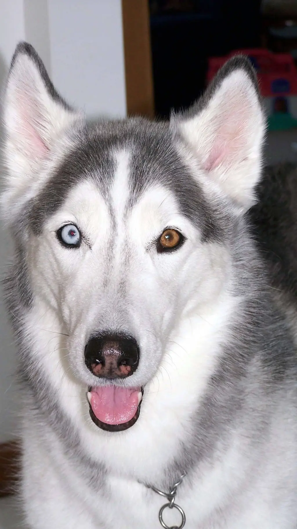 ai character: normal smile dog background
