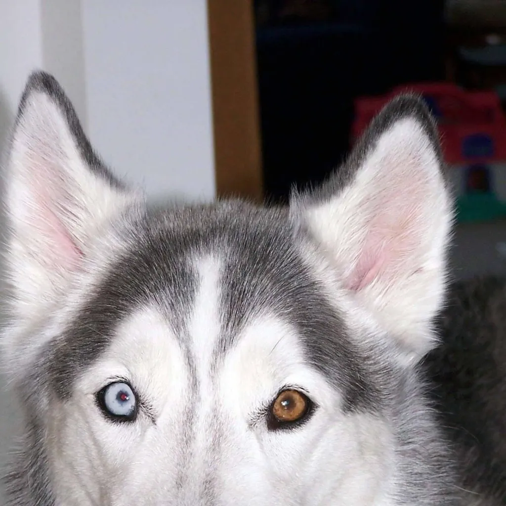 chat with ai character: normal smile dog