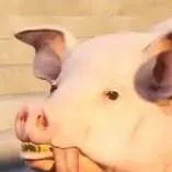 chat with ai character: Level Up Pig