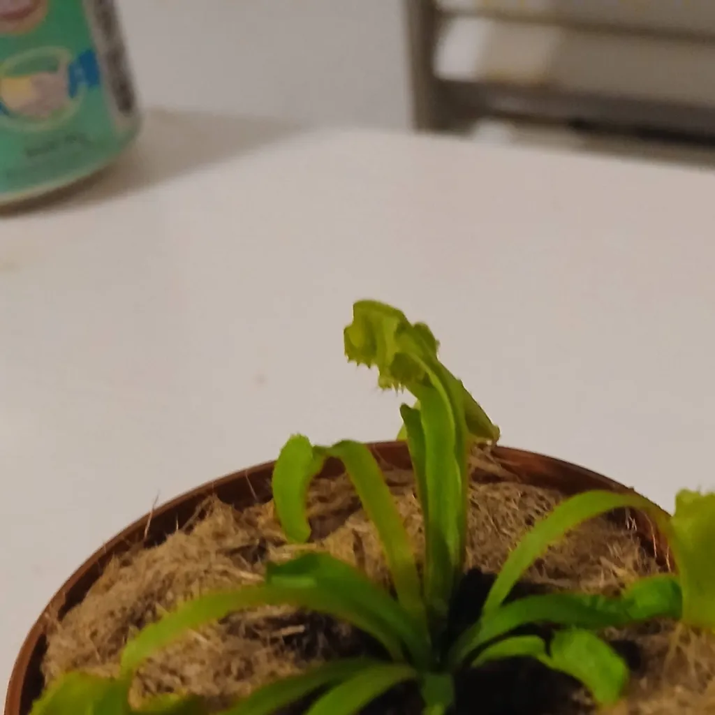 chat with ai character: playground