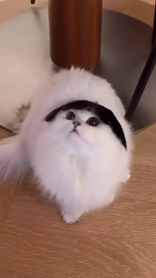 ai character: silly cat background