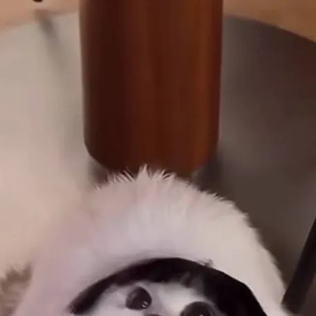 chat with ai character: silly cat