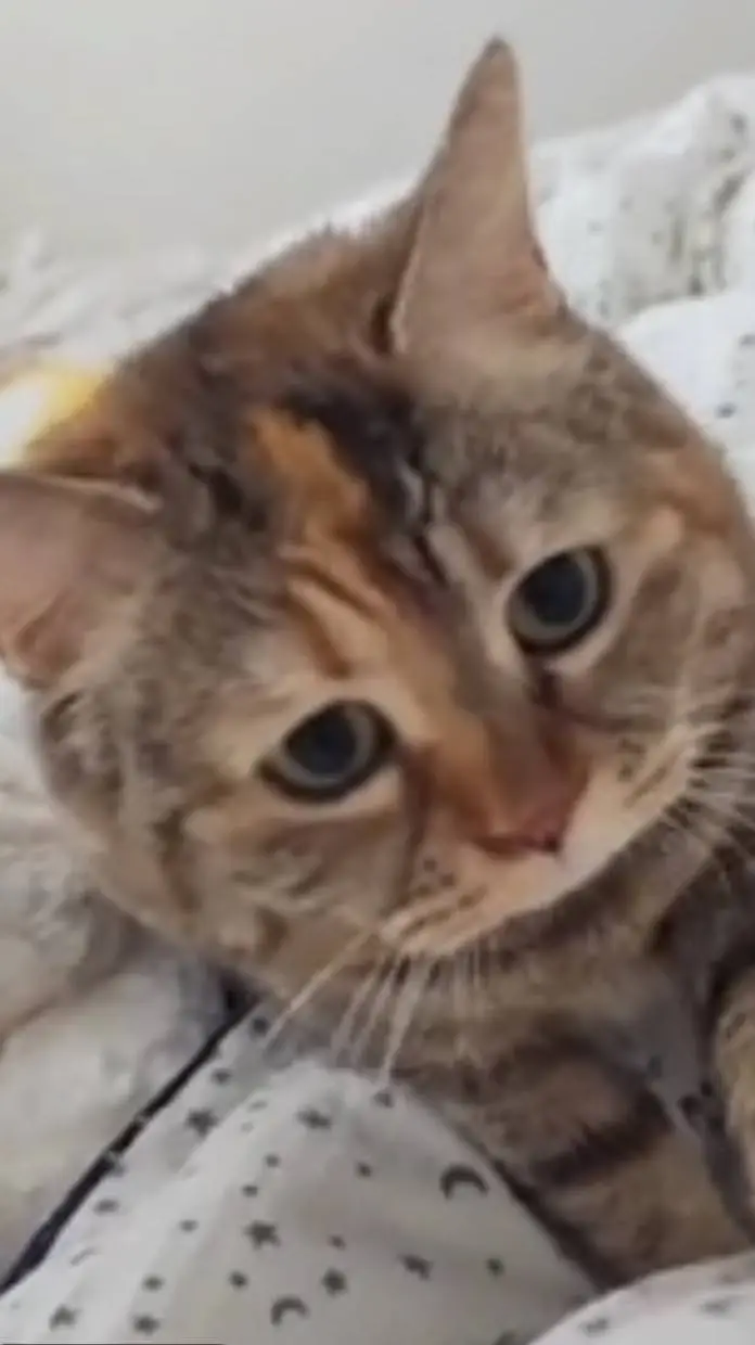 ai character: milo background