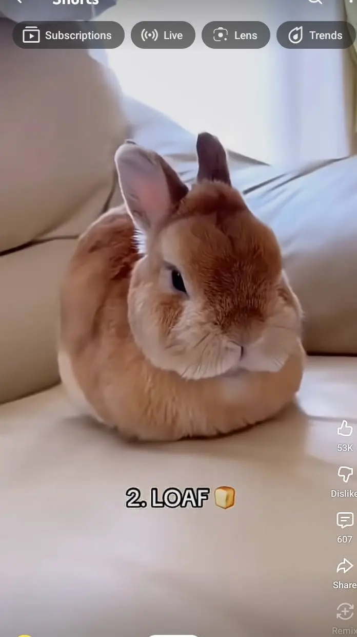ai character: bunny background