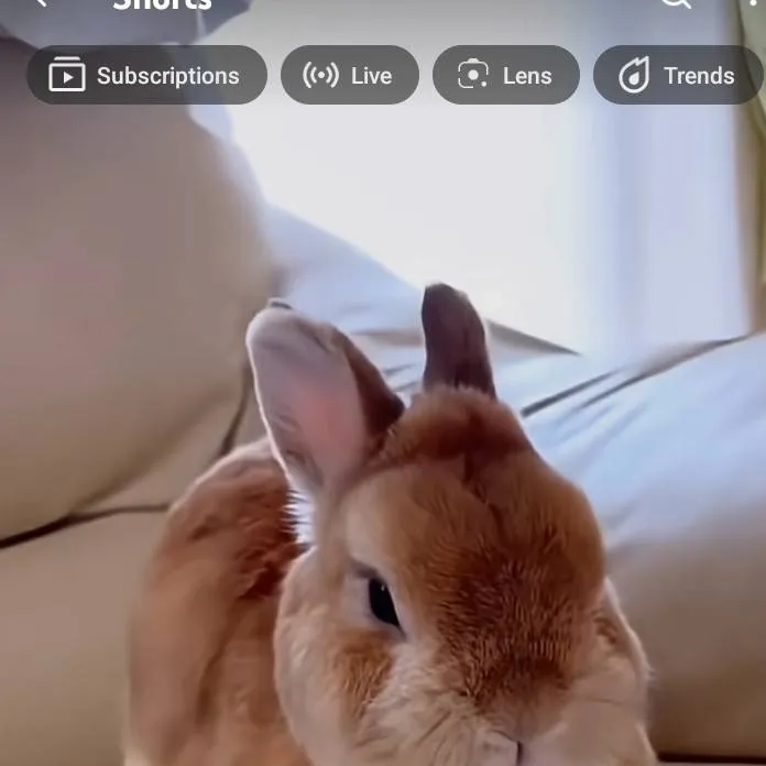 chat with ai character: bunny
