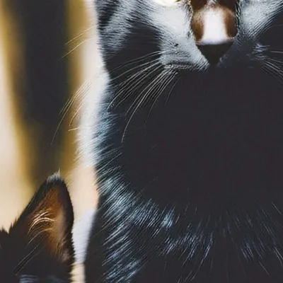 chat with ai character: Stray Cat & Kitten