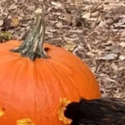 chat with ai character: pumkin carvin MHA