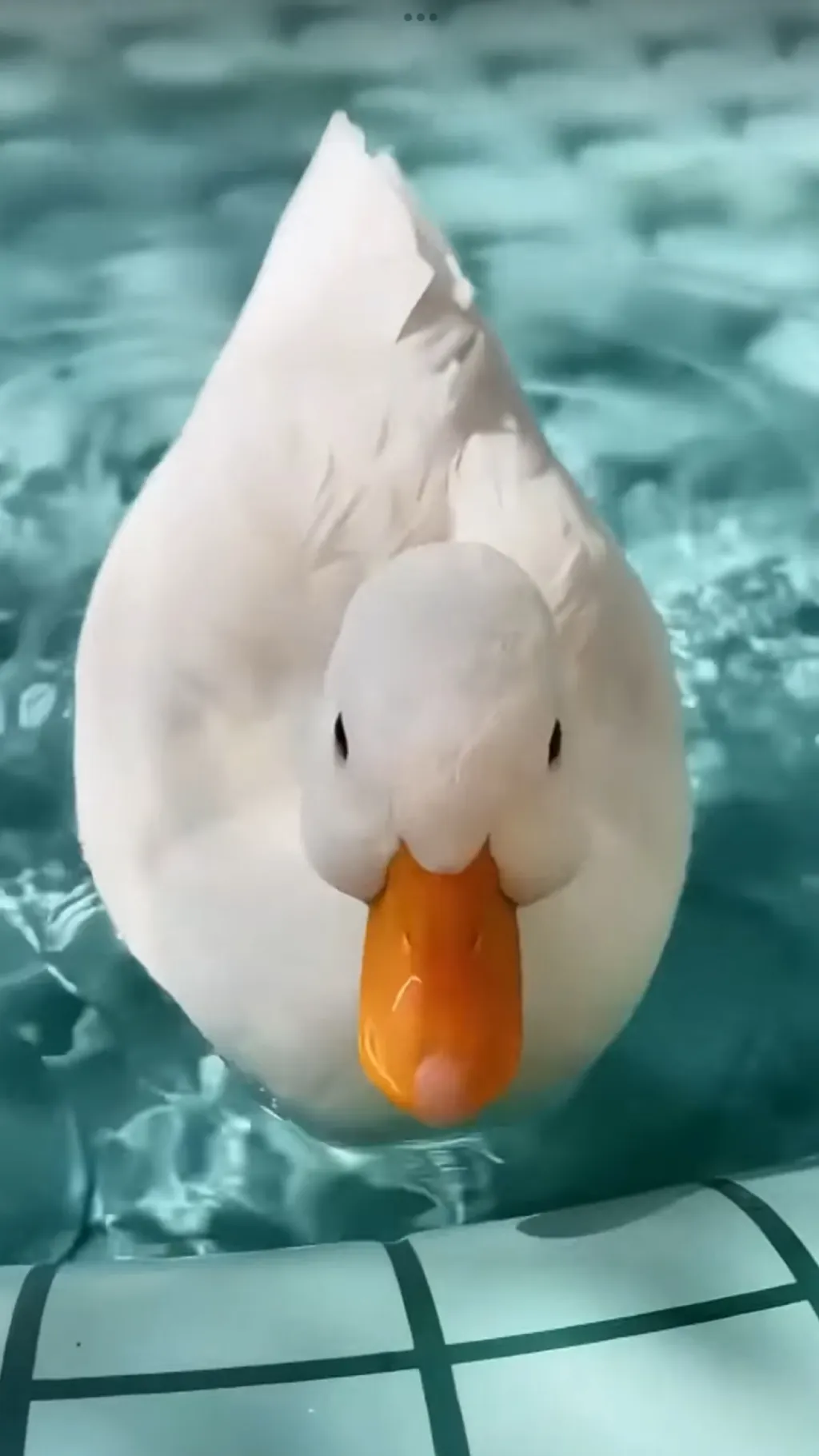 ai character: DuCk DuCk GoOsE background