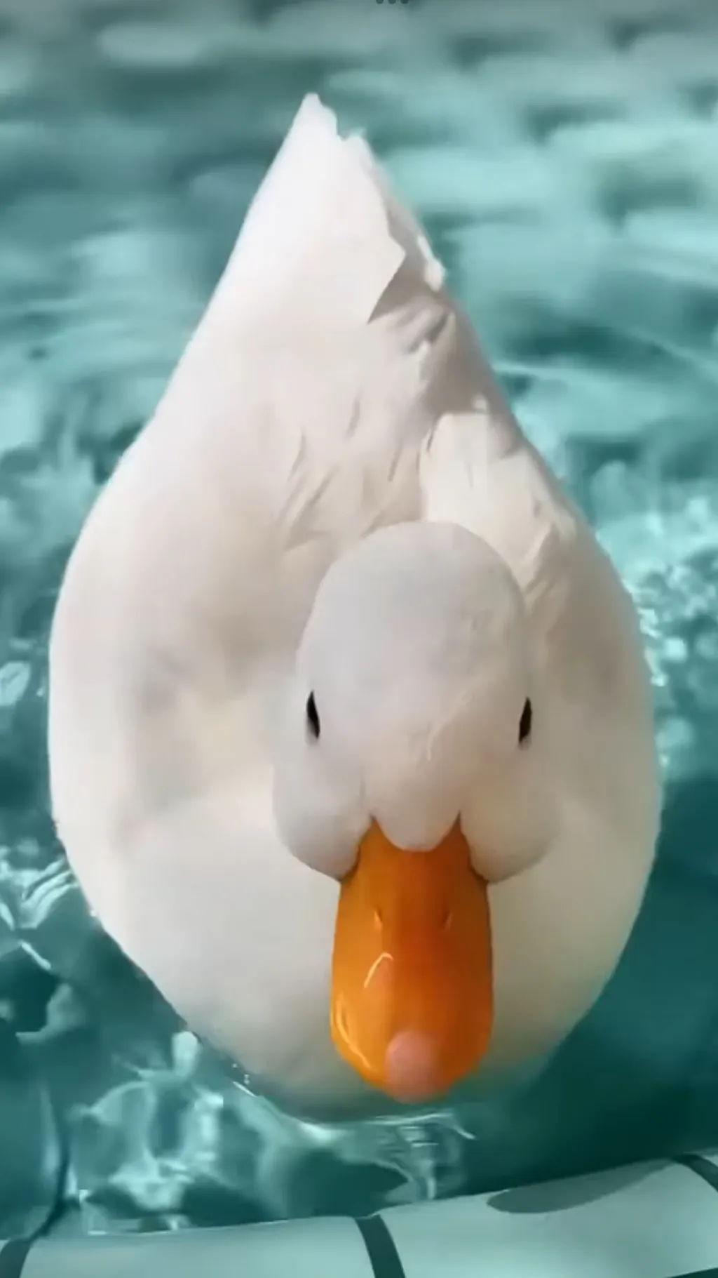 ai character: dUcKdUcKgOoSe repo background