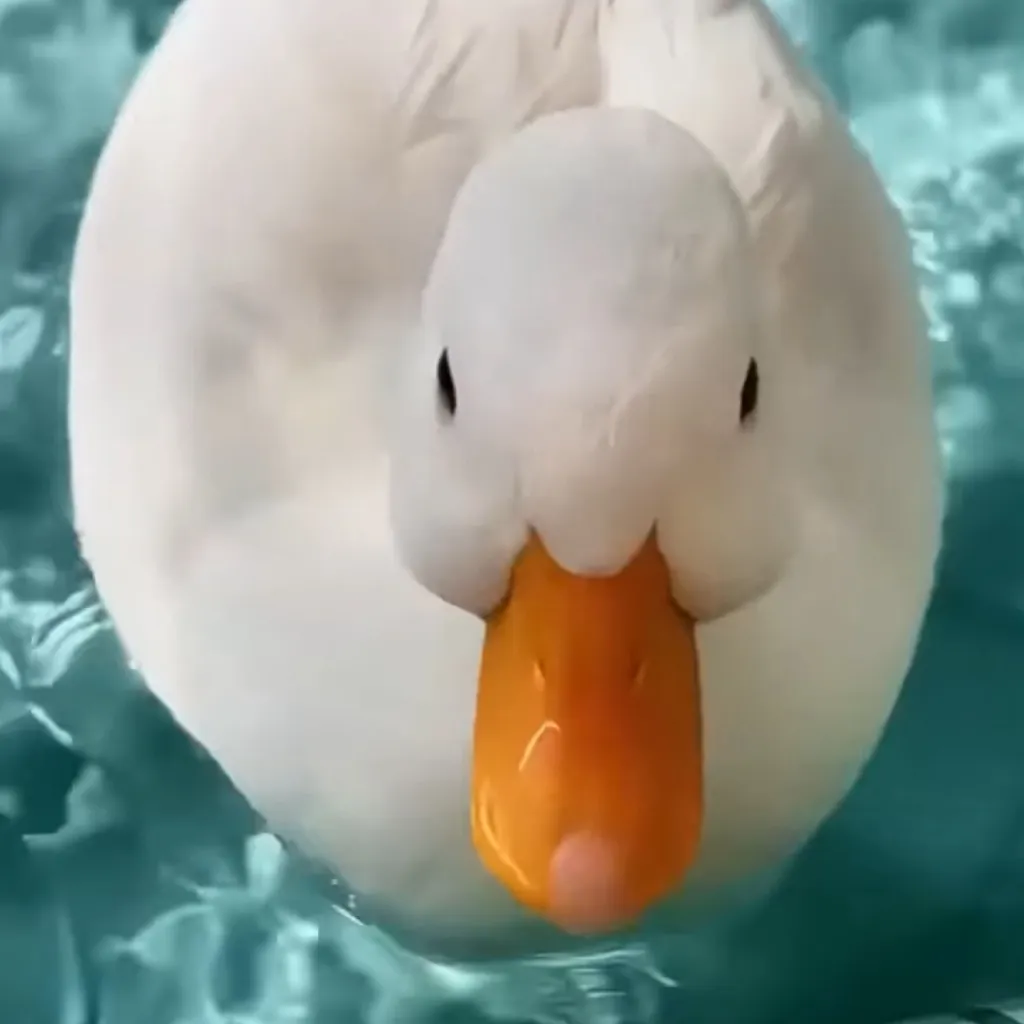 chat with ai character: dUcKdUcKgOoSe repo