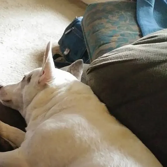 chat with ai character: dog