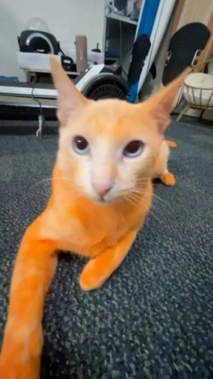 ai character: 🍙•Bing bing•🐱 background