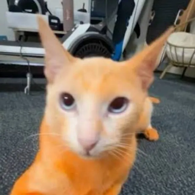 chat with ai character: 🍙•Bing bing•🐱