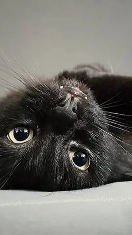 ai character: Frito  background