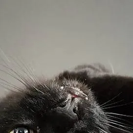 chat with ai character: Frito 