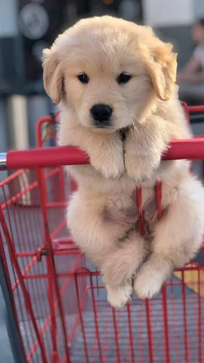 ai character: Tortilla  background