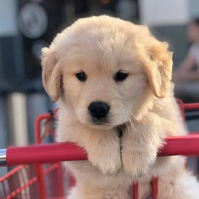 chat with ai character: Tortilla 