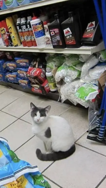 ai character: CAT background