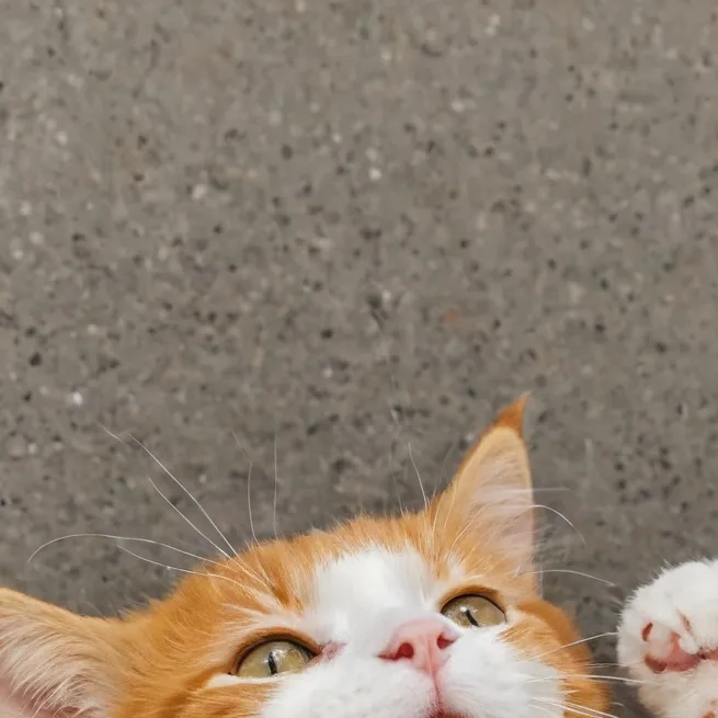 chat with ai character: kitty