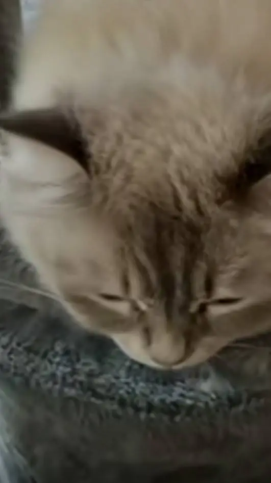 ai character: kitty cat :D background