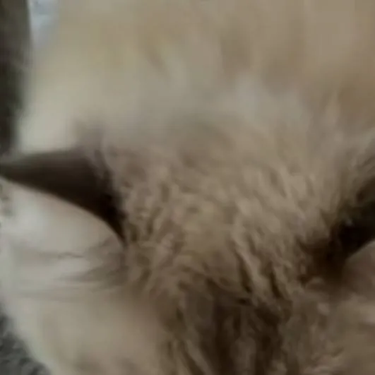 chat with ai character: kitty cat :D