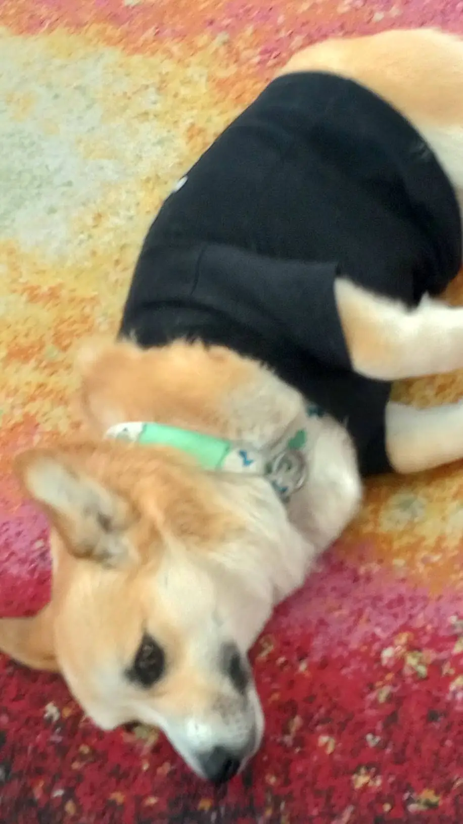 ai character: buppy background