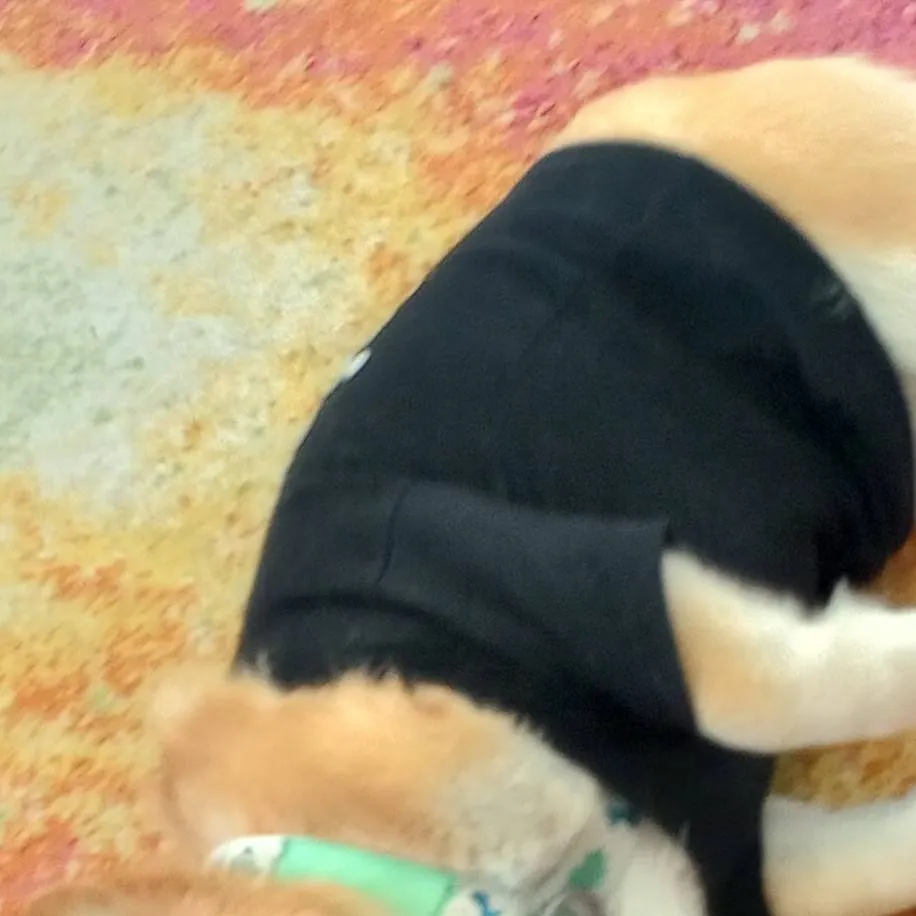 chat with ai character: buppy