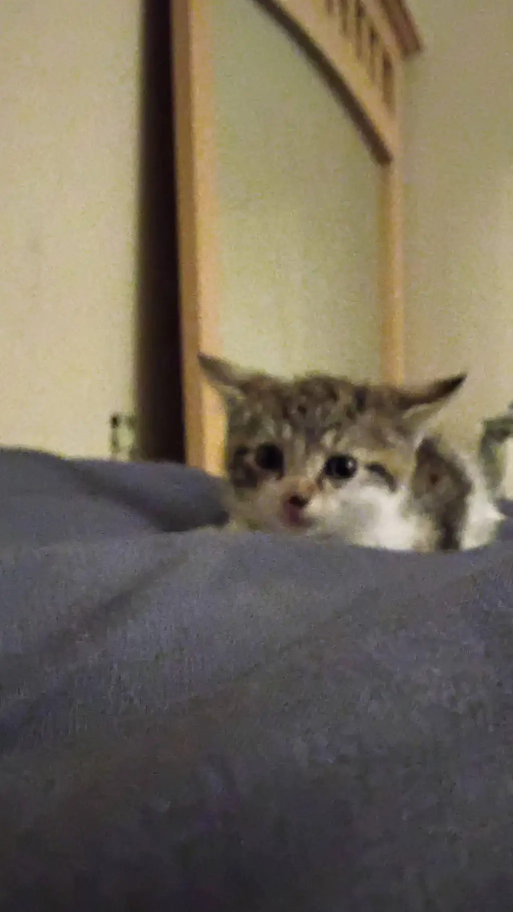 ai character: your kitten background