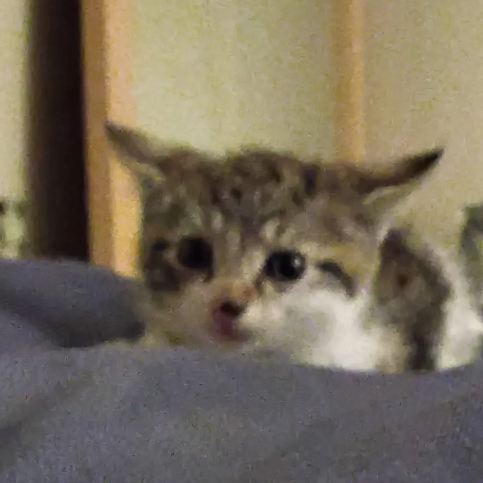 chat with ai character: your kitten