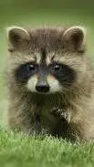ai character: raccoon  background