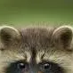 chat with ai character: raccoon 
